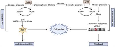 Cell Metabolism and DNA Repair Pathways: Implications for Cancer Therapy